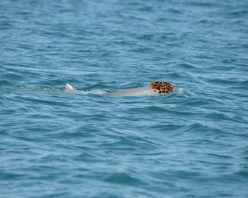 Imagem ilustrativa da imagem Por que golfinhos estão usando esponjas como chapéus?