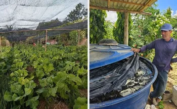 Imagem ilustrativa da imagem Agroecologia transforma agricultura familiar e beneficia 85 famílias no Norte do ES