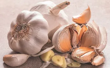 Imagem ilustrativa da imagem Alho fica maior e “livre” de doenças