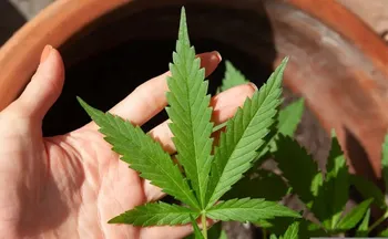 Imagem ilustrativa da imagem Anvisa discute nesta quarta regras para a produção de cannabis no país