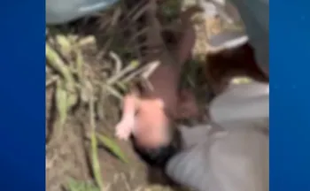 Imagem ilustrativa da imagem Bebê recém nascido é encontrado em área de pasto no Norte do ES