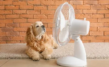 Imagem ilustrativa da imagem Calor extremo: saiba como proteger cães e gatos durante a onda de calor no Brasil