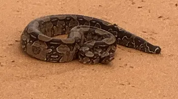 Imagem ilustrativa da imagem Cobras aparecem em praia da Serra