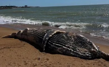 Imagem ilustrativa da imagem Filhote de baleia-jubarte é encontrado morto em praia  no ES