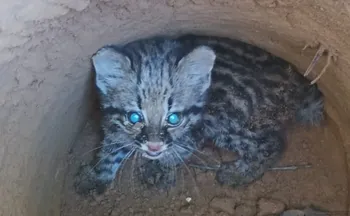 Imagem ilustrativa da imagem Filhote de jaguatirica é resgatado após cair em buraco no ES