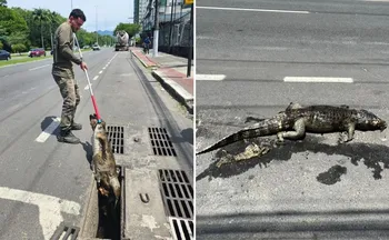 Imagem ilustrativa da imagem Jacaré é resgatado morto dentro de bueiro na Avenida Norte-Sul, em Jardim Camburi