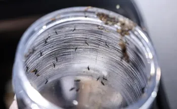 Imagem ilustrativa da imagem Ministério da Saúde intensificará mobilização contra dengue no Brasil