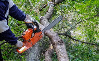 Imagem ilustrativa da imagem Nova lei federal flexibiliza corte ou poda de árvores
