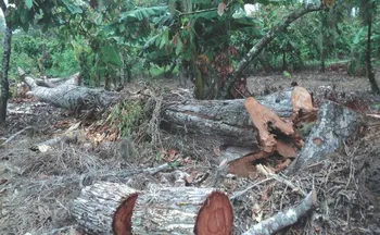 Imagem ilustrativa da imagem O que muda com o novo licenciamento ambiental