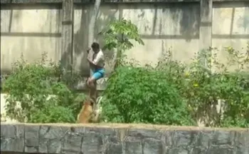 Imagem ilustrativa da imagem O que se sabe o sobre caso do jovem morto em ataque de leoa após invadir jaula