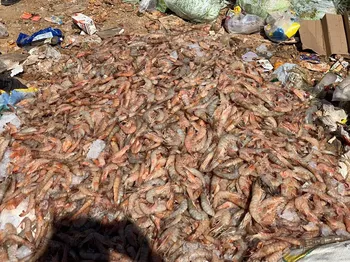 Imagem ilustrativa da imagem Período de defeso do camarão começa na segunda-feira no Espírito Santo