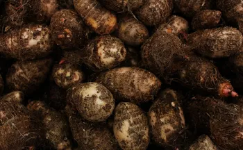 Imagem ilustrativa da imagem Produção de inhame cresce no Espírito Santo