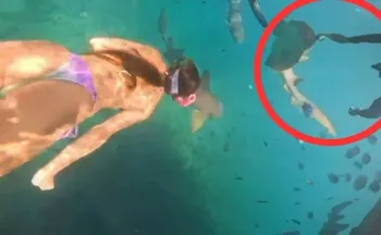 Imagem ilustrativa da imagem Turista é mordida por tubarão durante mergulho em Fernando de Noronha