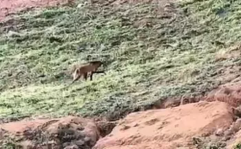 Imagem ilustrativa da imagem VÍDEO | Lobo “Arrascaeta” aparece em cafezal no Caparaó Capixaba