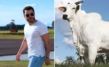 Imagem ilustrativa da imagem Vaca brasileira comprada por Murilo Huff se torna a mais cara do mundo
