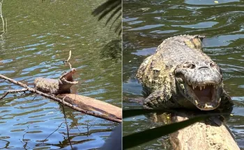 Imagem ilustrativa da imagem Vitória vai ter trilha para observar jacarés neste sábado