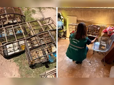 O suspeito foi encaminhado à autoridade policial