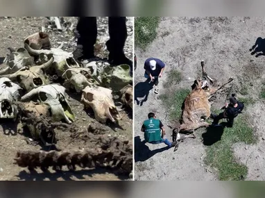 Imagem ilustrativa da imagem Abatedouro clandestino encontrado com ossos de bois, cavalos e cães em Vila Velha