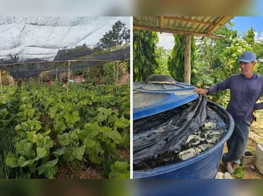 José de Melo tentava eliminar o capim havia anos e se deu bem ao transformá-lo em seu aliado na plantação