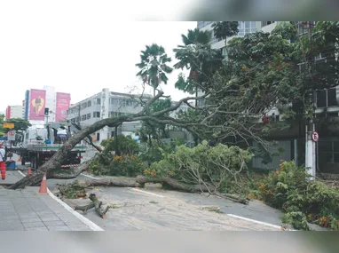Imagem ilustrativa da imagem Árvores caídas e estragos em 14 cidades após chuva