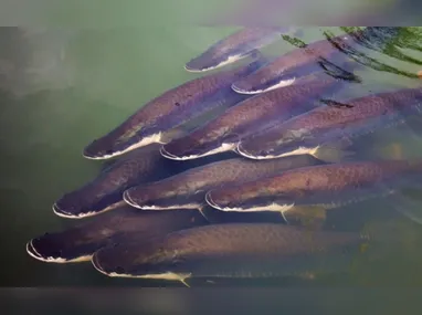 Imagem ilustrativa da imagem ‘Bacalhau da Amazônia’: conheça o peixe que respira fora d’água e pesa até 200 kg