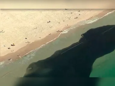 Cardume na Praia do Leme foi registrado pelo Globocop, da TV Globo