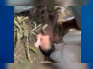 Vaga Nelore: recorde de venda