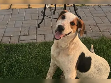 Abacate foi morto com um tiro no Paraná