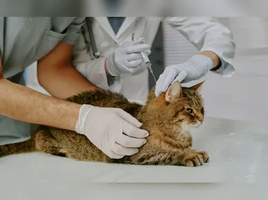 Camarão: pesca está proibida até o final de fevereiro