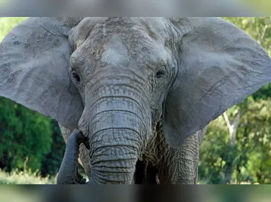 Imagem ilustrativa da imagem Elefanta morre 5 meses após ser transferida de zoológico a santuário em Mato Grosso