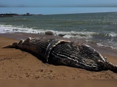Filhote segue em observação, e a expectativa é que, após os cuidados necessários, possa voltar ao seu ambiente natural