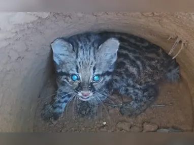 Imagem ilustrativa da imagem Filhote de jaguatirica é resgatado após cair em buraco no ES