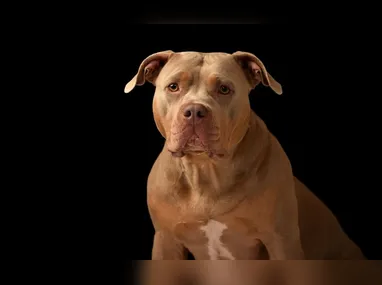 Lula elencou os recentes casos noticiados pela imprensa e disse que acordou no domingo com a Janja chorando por conta das denúncias de feminicídio