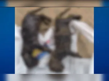 Na noite de Réveillon, o esquema contará com o apoio de 150 agentes e 45 viaturas