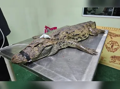 Tenente Lourenço: regras