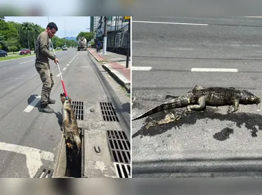 Imagem ilustrativa da imagem Jacaré é resgatado morto dentro de bueiro na Avenida Norte-Sul, em Jardim Camburi