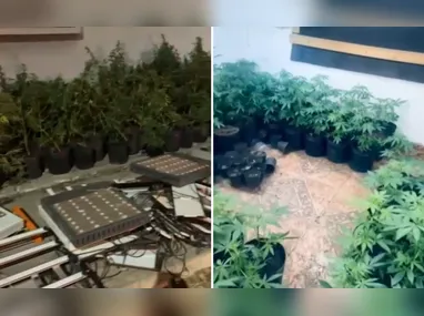 Imagem ilustrativa da imagem Jovem suspeito de cultivar ilegalmente cannabis é preso em Vila Velha