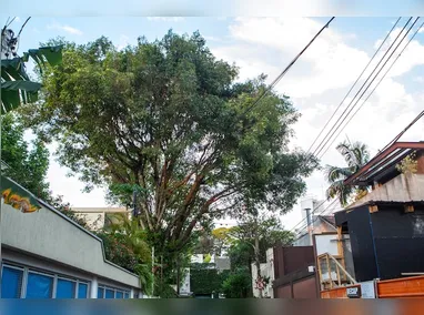 Lei estabelece prazo de até 45 dias para que os órgãos ambientais respondam às solicitações de poda ou corte em situações de risco