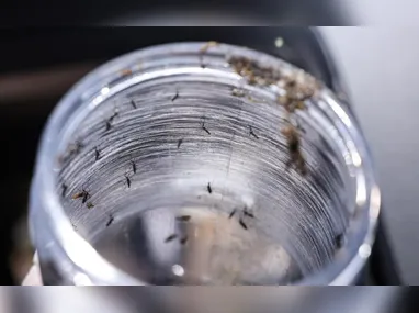 Anvisa aprovará vacina da dengue do Butantan até dezembro, diz Padilha