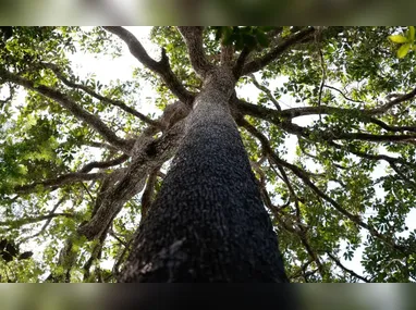 Trabalho em home office