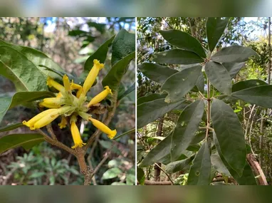 Fachada do prédio que abrigava o Ibama: invasões e destruição