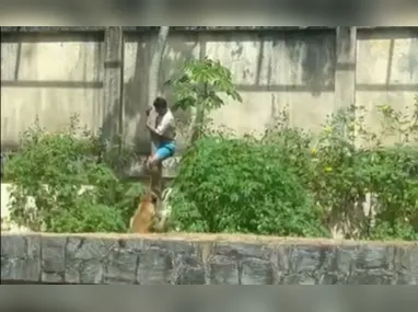 Imagem ilustrativa da imagem O que se sabe o sobre caso do jovem morto em ataque de leoa após invadir jaula