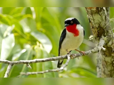 Policiais: reforço na segurança pública