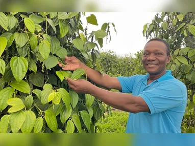 Imagem ilustrativa da imagem Pimenta que “nasce” em árvore dobra lucro no ES