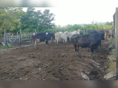 João Pedro Roberto foi morto a tiros