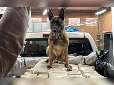 Imagem ilustrativa da imagem Polícia Federal encontra bunker com 613 kg de cocaína em empresa de fachada em SC