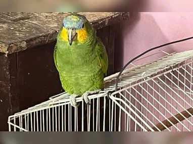 Imagem ilustrativa da imagem Polícia fecha rinha de galo e apreende 37 aves vítimas de maus-tratos em Vila Velha
