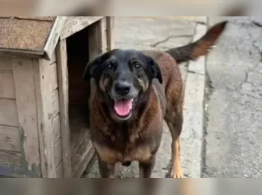 Depoimentos ocorrem no Supremo Tribunal Federal, por determinação do relator, ministro Dias Toffoli