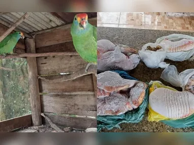 Imagem ilustrativa da imagem Polícia resgata papagaios em cativeiro e apreende 31kg de carne de caça no ES