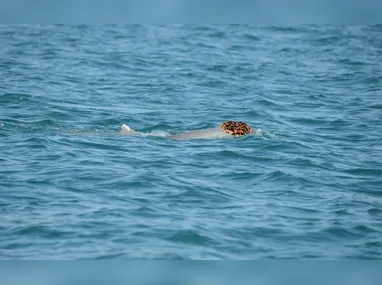 ChatGPT: novo navegador da OpenAI surge como um assistente da experiência online do usuário